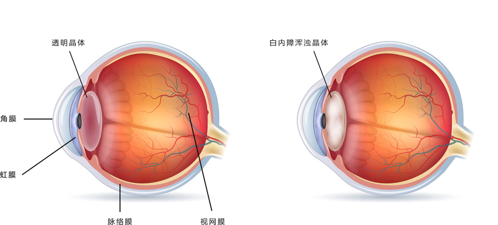 人眼示意图图片